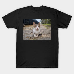 Little Cute Kitty Cat T-Shirt